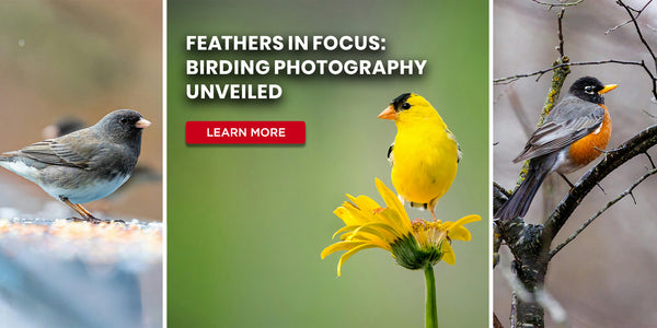 Feathers in Focus: Birding Photography Unveiled