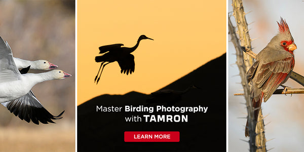 Birding Photography with Tamron