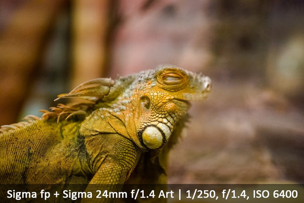 Sigma fp; The world’s smallest and lightest full-frame camera - a first look.