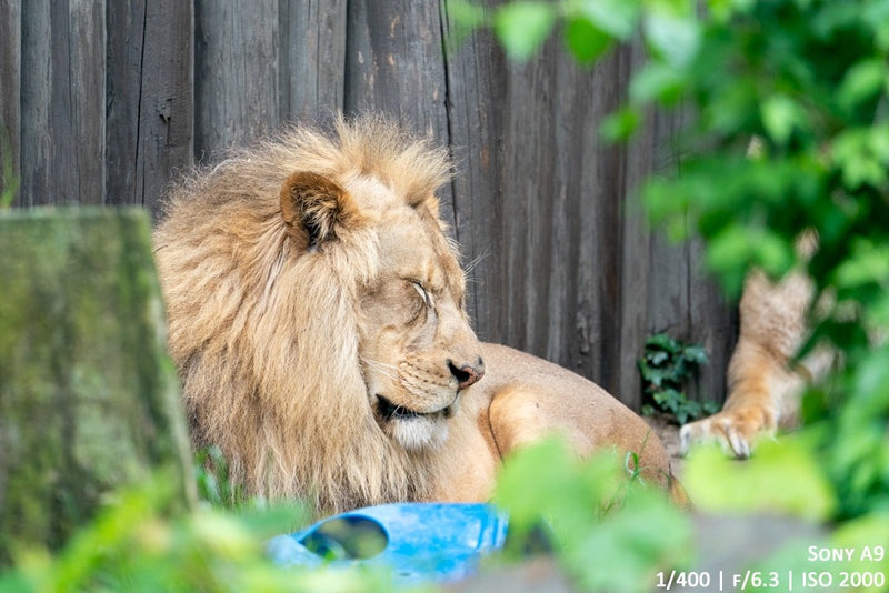 A day with Sony's new FE 200-600mm f/5.6-6.3 G OSS & FE 600mm f/4 GM OSS Lenses