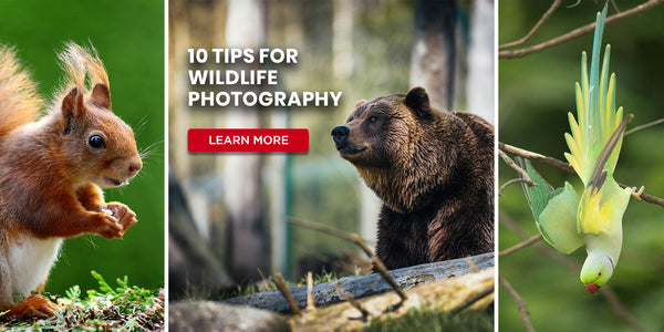10 Tips for Wildlife Photography