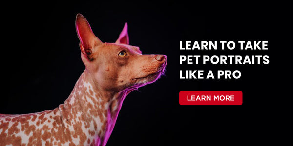 Learn To Take Pet Portraits like a Pro!