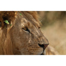 Sony FE 300mm f/2.8 GM OSS Lens (Sony E)