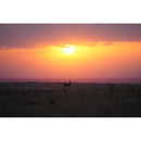 Sony FE 300mm f/2.8 GM OSS Lens (Sony E)