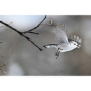 Nikon Z6 III Mirrorless Camera