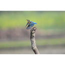 Nikon Z6 III Mirrorless Camera