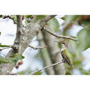 Canon RF 200-800mm f/6.3-9 IS USM Lens - Canon RF