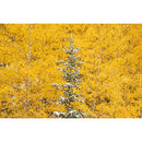 Sigma 70-200mm f/2.8 DG DN OS Sports Lens (Sony E)