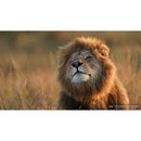 Sony FE 600mm f/4 GM OSS Lens