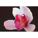 Panasonic Lumix S 70-300mm f/4.5-5.6 MACRO O.I.S. Lens