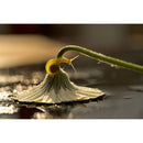 Nikon NIKKOR Z MC 105mm f/2.8 VR S Lens