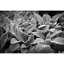 Nikon 28mm f/2.8 NIKKOR Z Lens (SE)