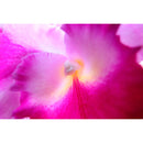 Canon RF 15-30mm f/4.5-6.3 IS STM Lens